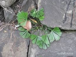 Actiniopteris dichotoma fullplant6.jpeg